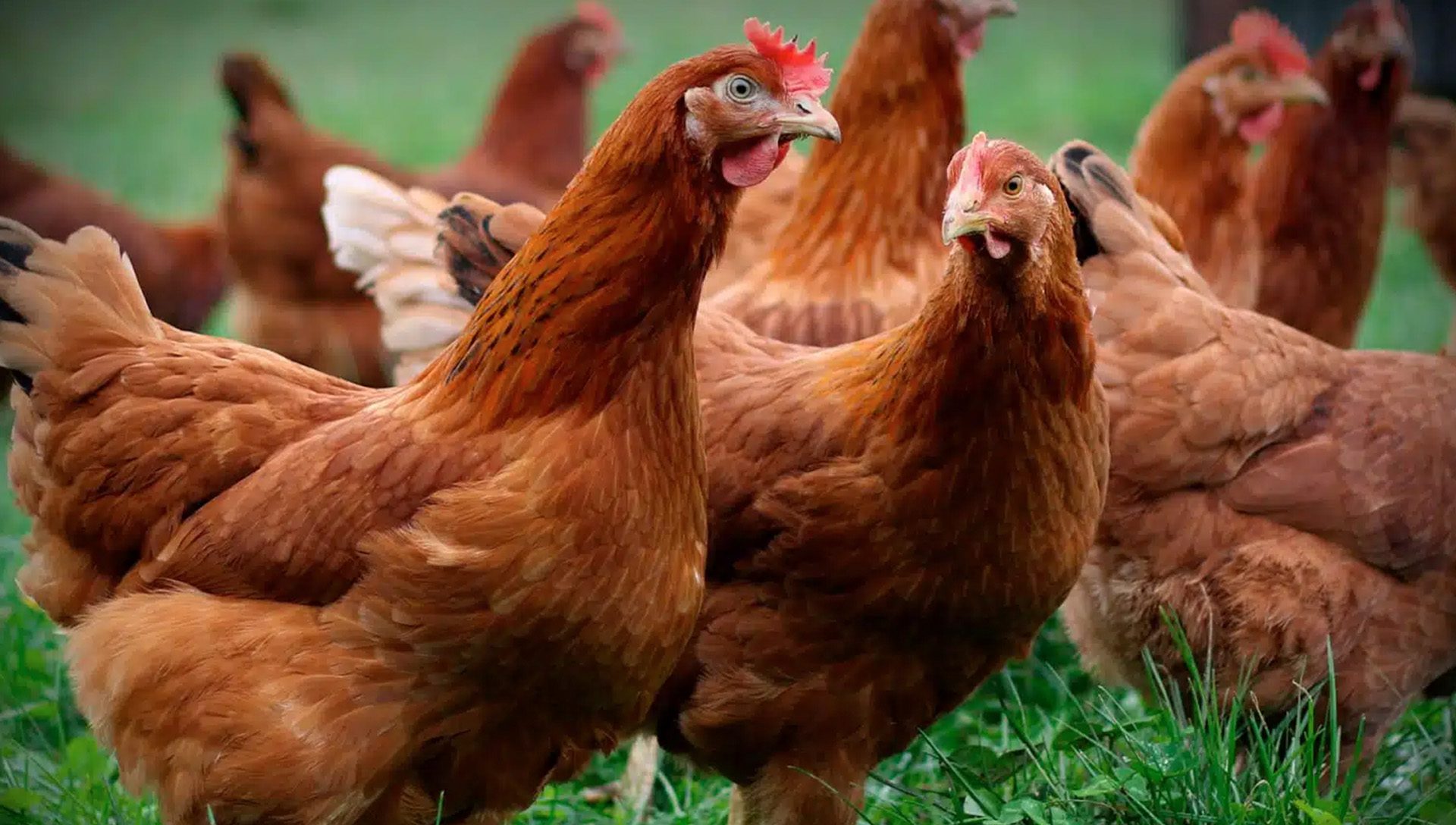 New Conferences for Egg Producers in Ireland