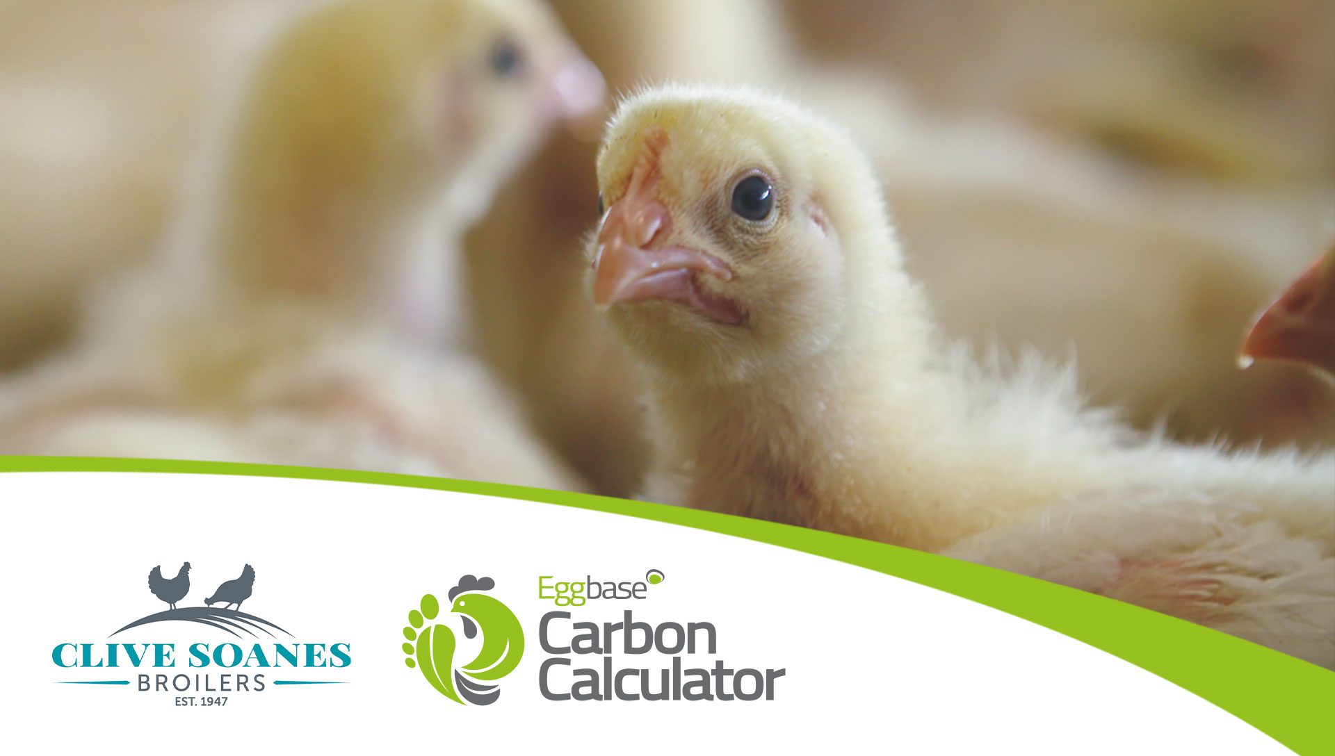 Eggbase Complete A Baseline Study For Clive Soanes Broilers